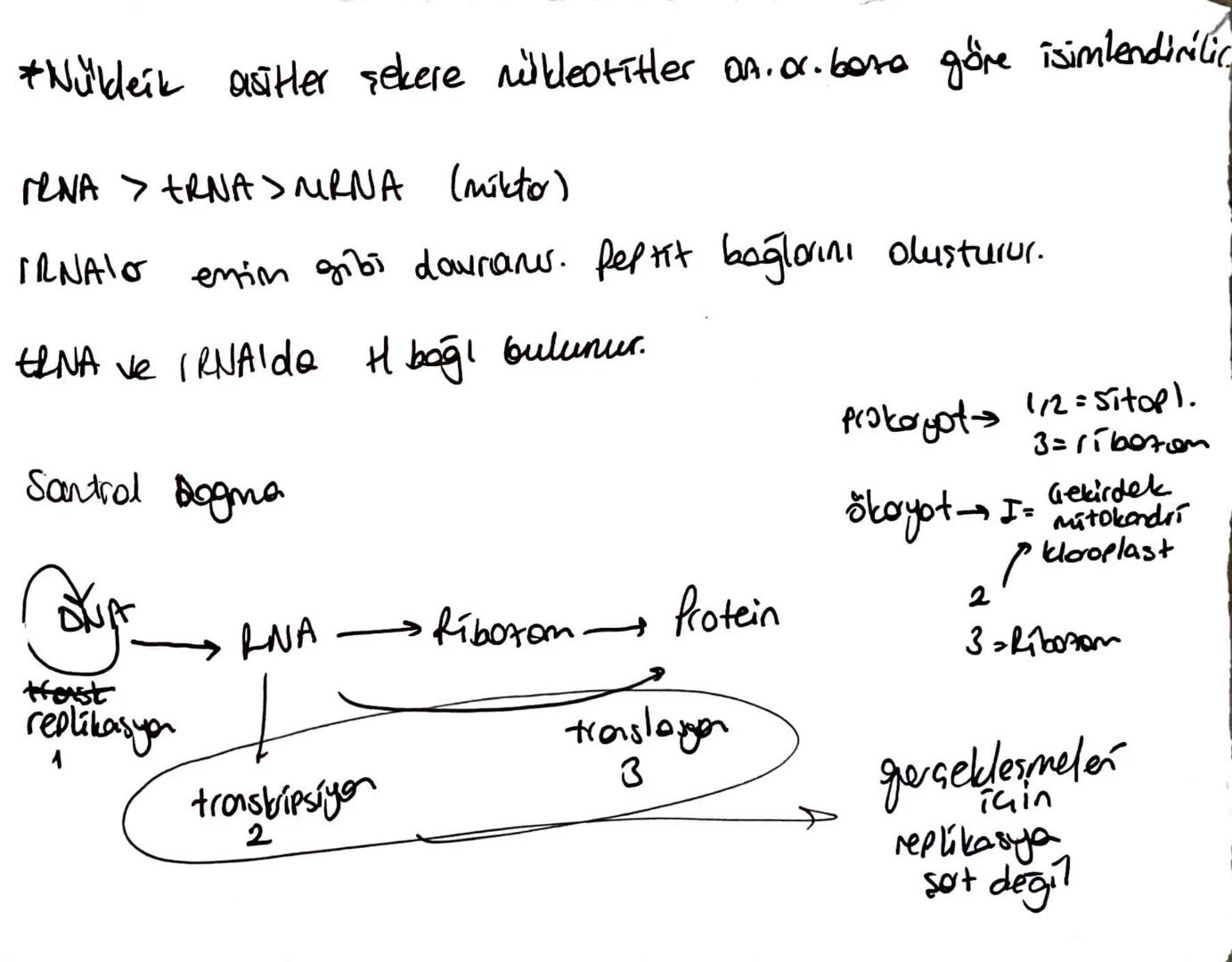 5 C'lu morosokkaritler enerji vermer
dehidrowyalo senter to kimelerdi, su açığa çıkartır.
Memelite selüloru sindiremez, MitraorganiAmala (ba