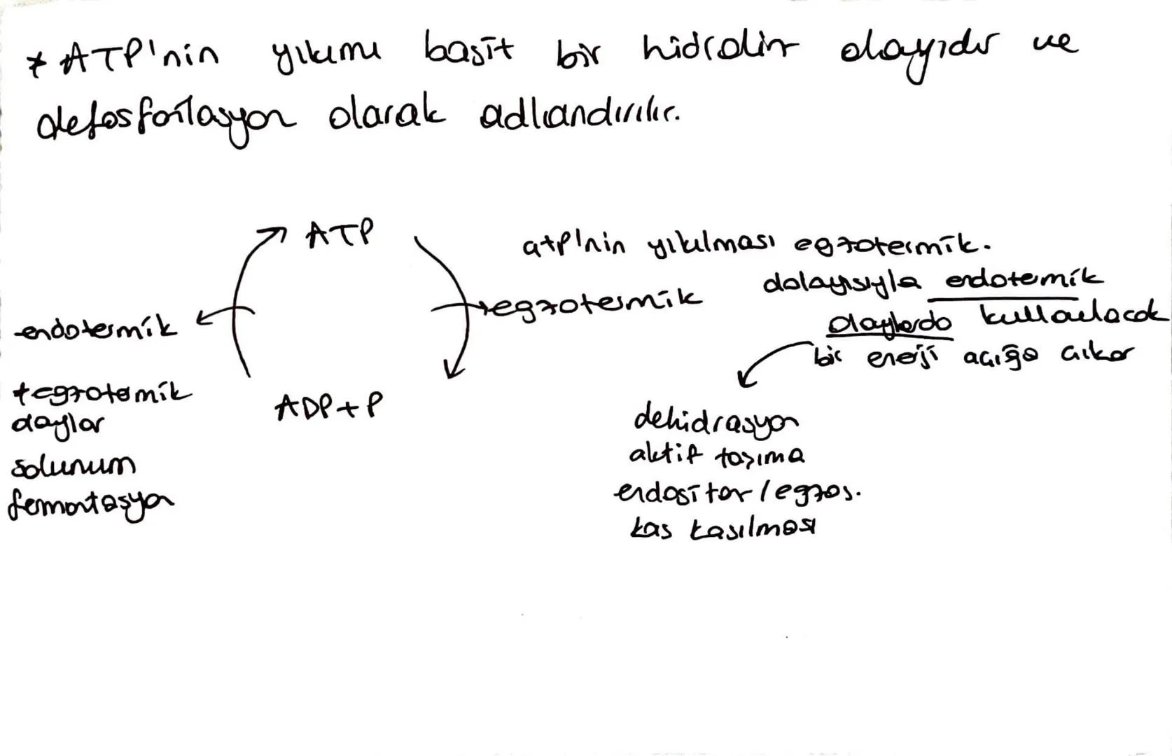 5 C'lu morosokkaritler enerji vermer
dehidrowyalo senter to kimelerdi, su açığa çıkartır.
Memelite selüloru sindiremez, MitraorganiAmala (ba