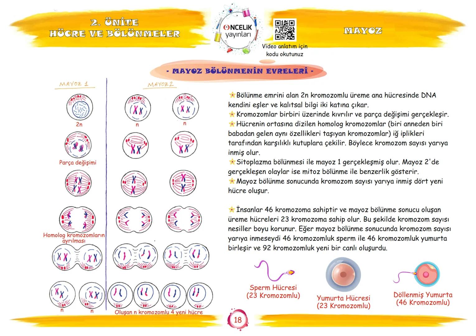 # 7. Sınıf

# Konu Anlatımları

## 2. Ünite

## Hücre ve Bölünmeler

Fen Ogromnenn

En Eglomera ve En Kelay
You

EnBasit Fen

ŞİRİN ALTINTAŞ