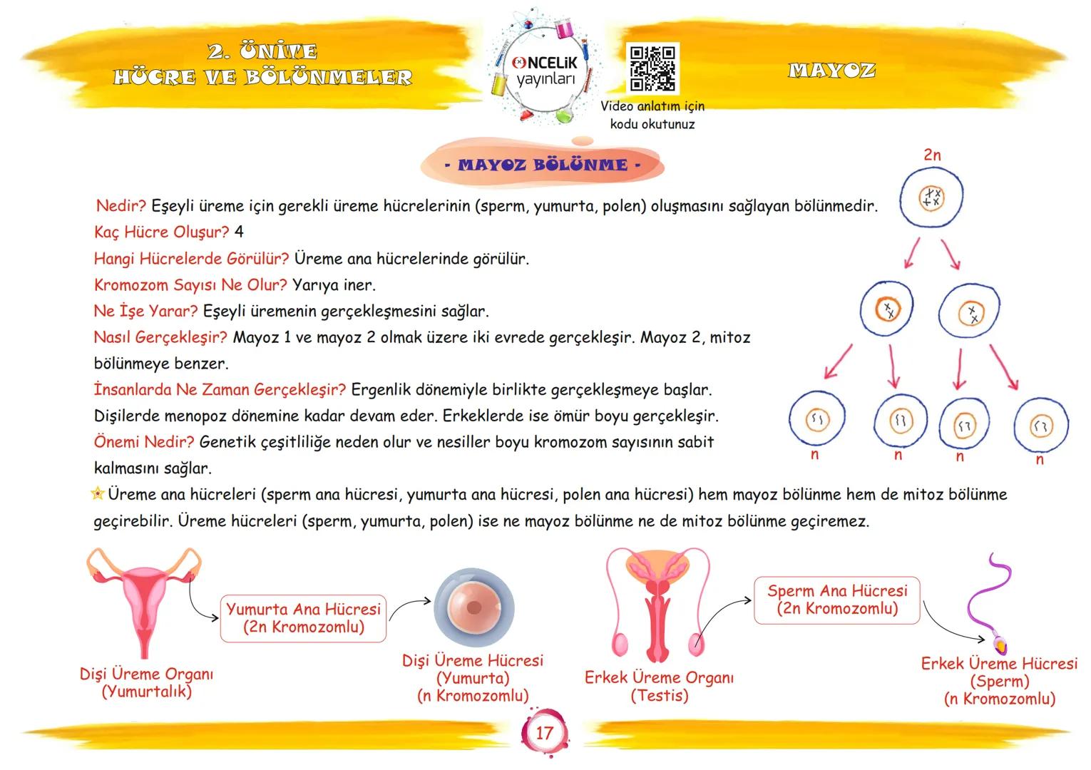 # 7. Sınıf

# Konu Anlatımları

## 2. Ünite

## Hücre ve Bölünmeler

Fen Ogromnenn

En Eglomera ve En Kelay
You

EnBasit Fen

ŞİRİN ALTINTAŞ