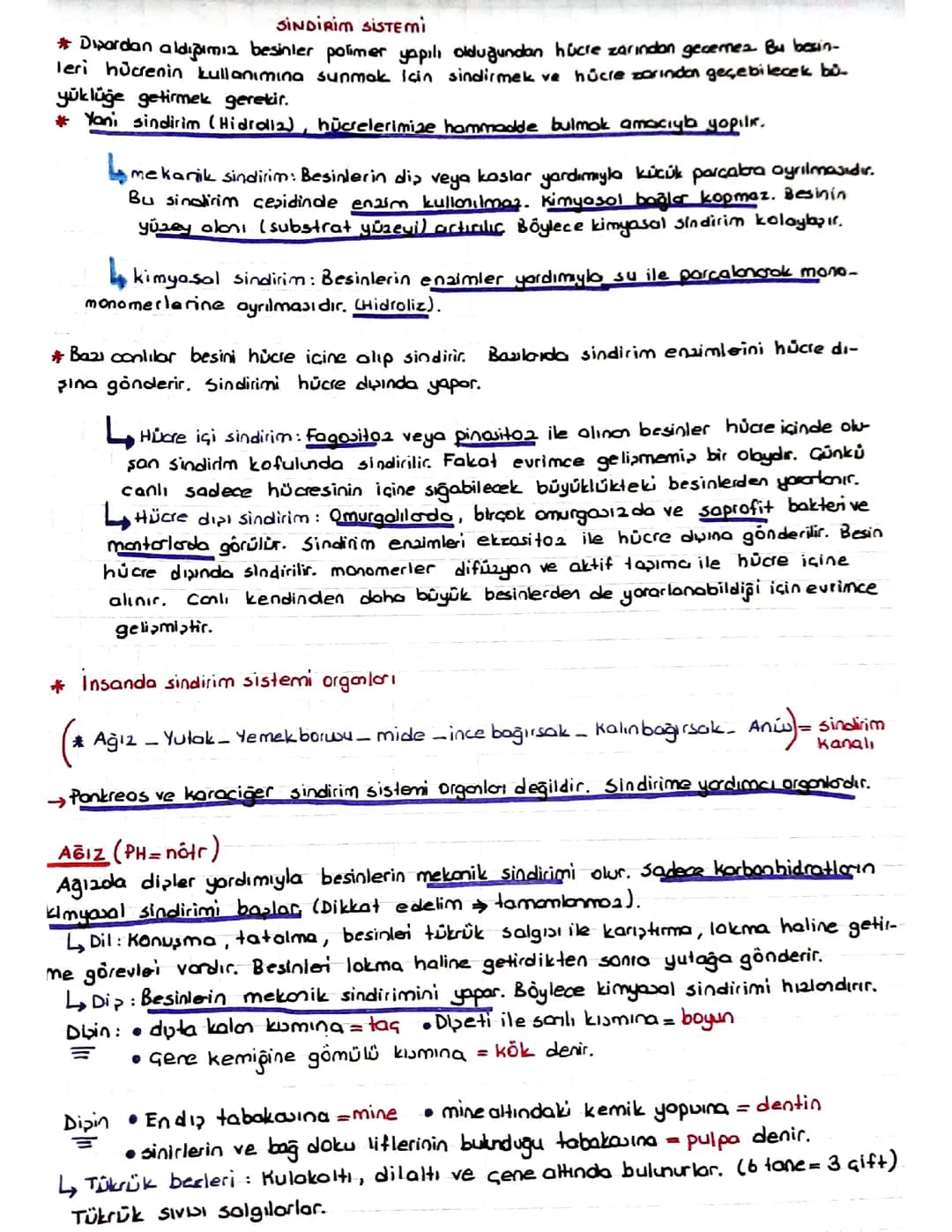 Sindirim Sistemi