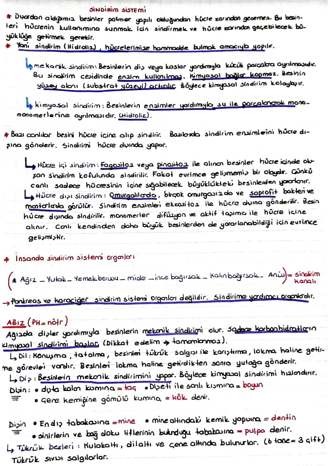 SINDIRIM SISTEMI
* Dipardan aldığımız besinler polimer yapılı olduğundan hücre zarından gecernez Bu besin-
Teri hücrenin kullanımına sunmak 