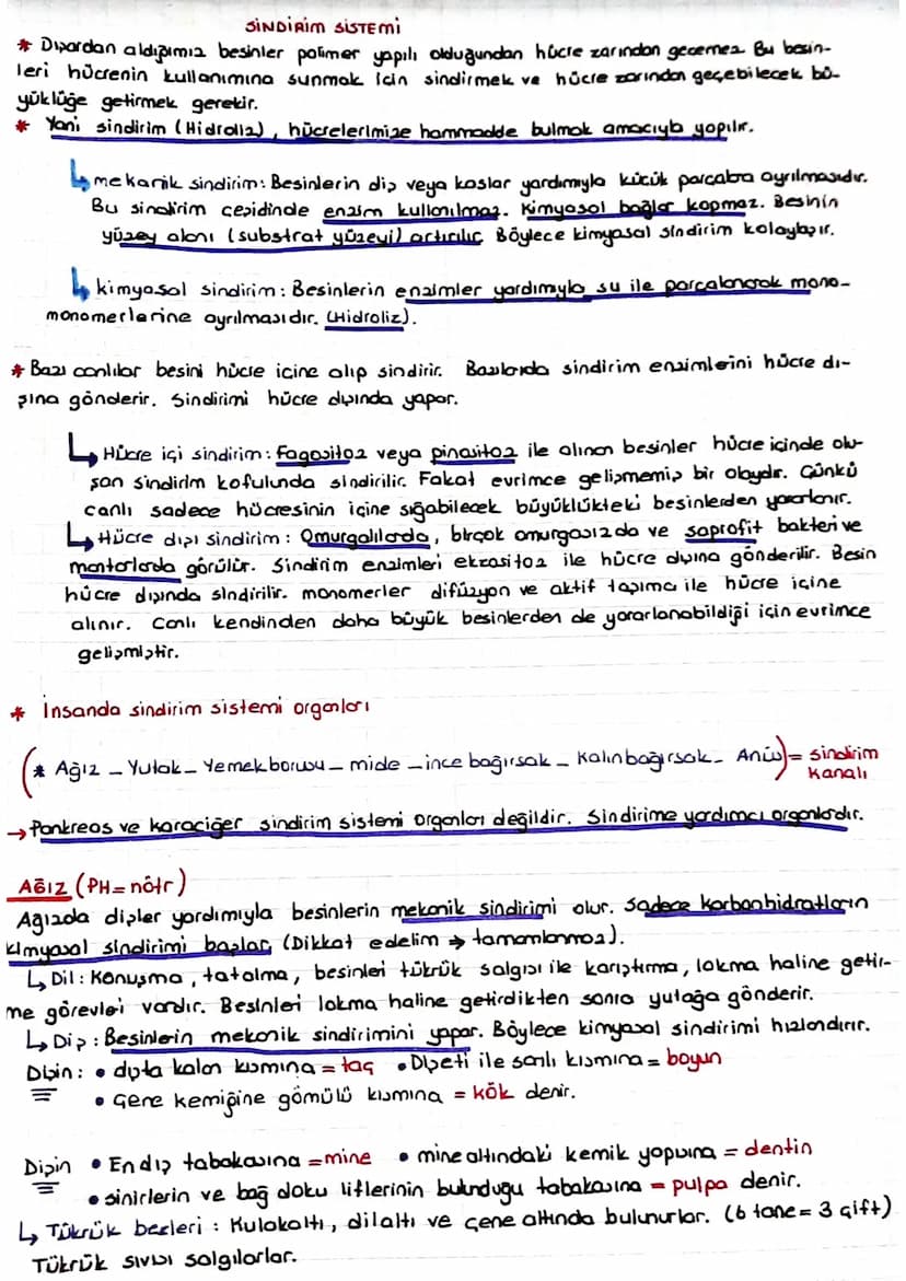 SINDIRIM SISTEMI
* Dipardan aldığımız besinler polimer yapılı olduğundan hücre zarından gecernez Bu besin-
Teri hücrenin kullanımına sunmak 