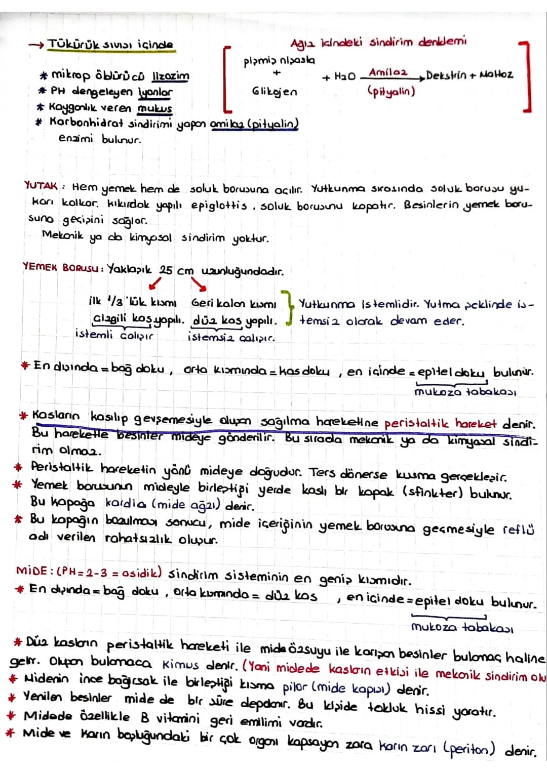 SINDIRIM SISTEMI
* Dipardan aldığımız besinler polimer yapılı olduğundan hücre zarından gecernez Bu besin-
Teri hücrenin kullanımına sunmak 