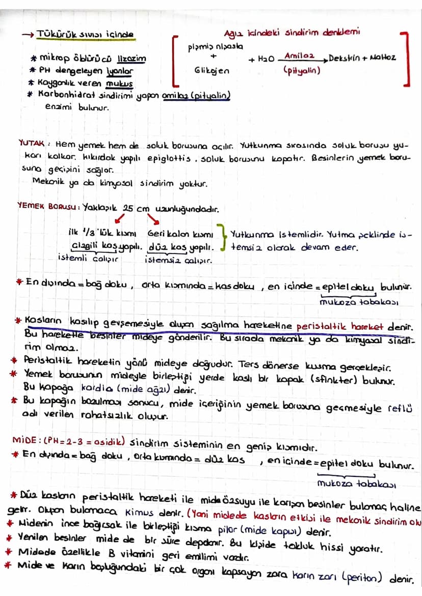 SINDIRIM SISTEMI
* Dipardan aldığımız besinler polimer yapılı olduğundan hücre zarından gecernez Bu besin-
Teri hücrenin kullanımına sunmak 