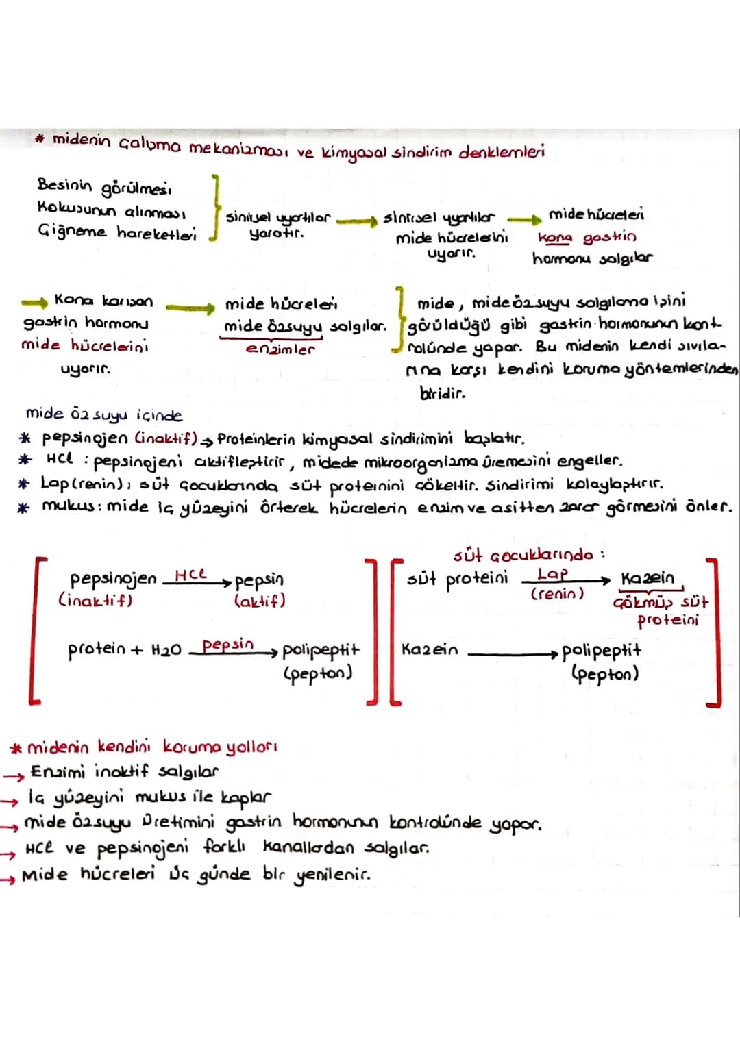 SINDIRIM SISTEMI
* Dipardan aldığımız besinler polimer yapılı olduğundan hücre zarından gecernez Bu besin-
Teri hücrenin kullanımına sunmak 