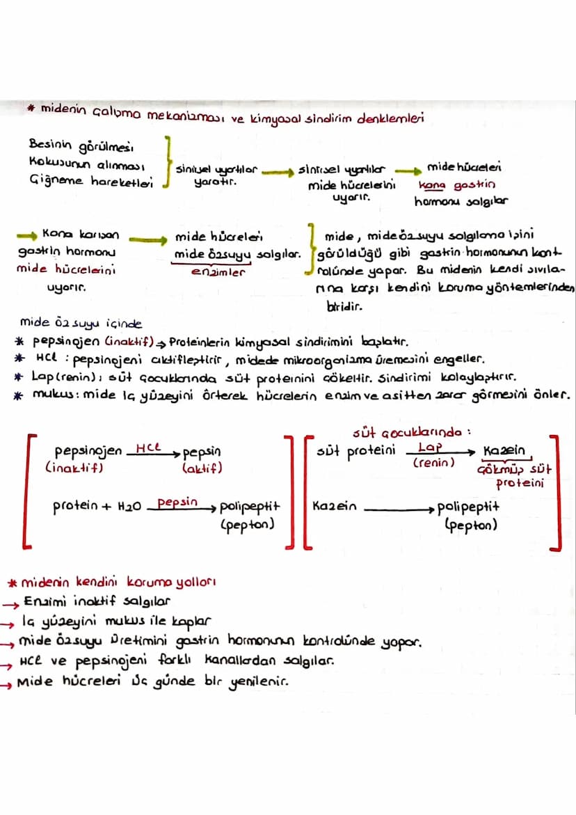 SINDIRIM SISTEMI
* Dipardan aldığımız besinler polimer yapılı olduğundan hücre zarından gecernez Bu besin-
Teri hücrenin kullanımına sunmak 
