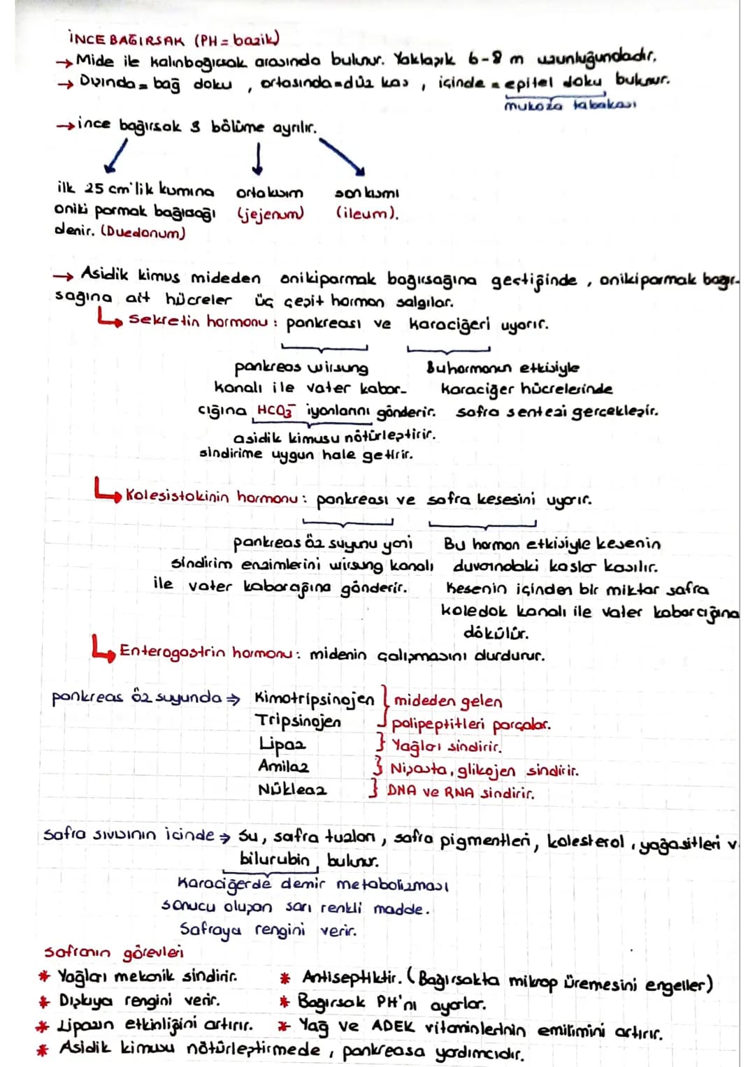 SINDIRIM SISTEMI
* Dipardan aldığımız besinler polimer yapılı olduğundan hücre zarından gecernez Bu besin-
Teri hücrenin kullanımına sunmak 
