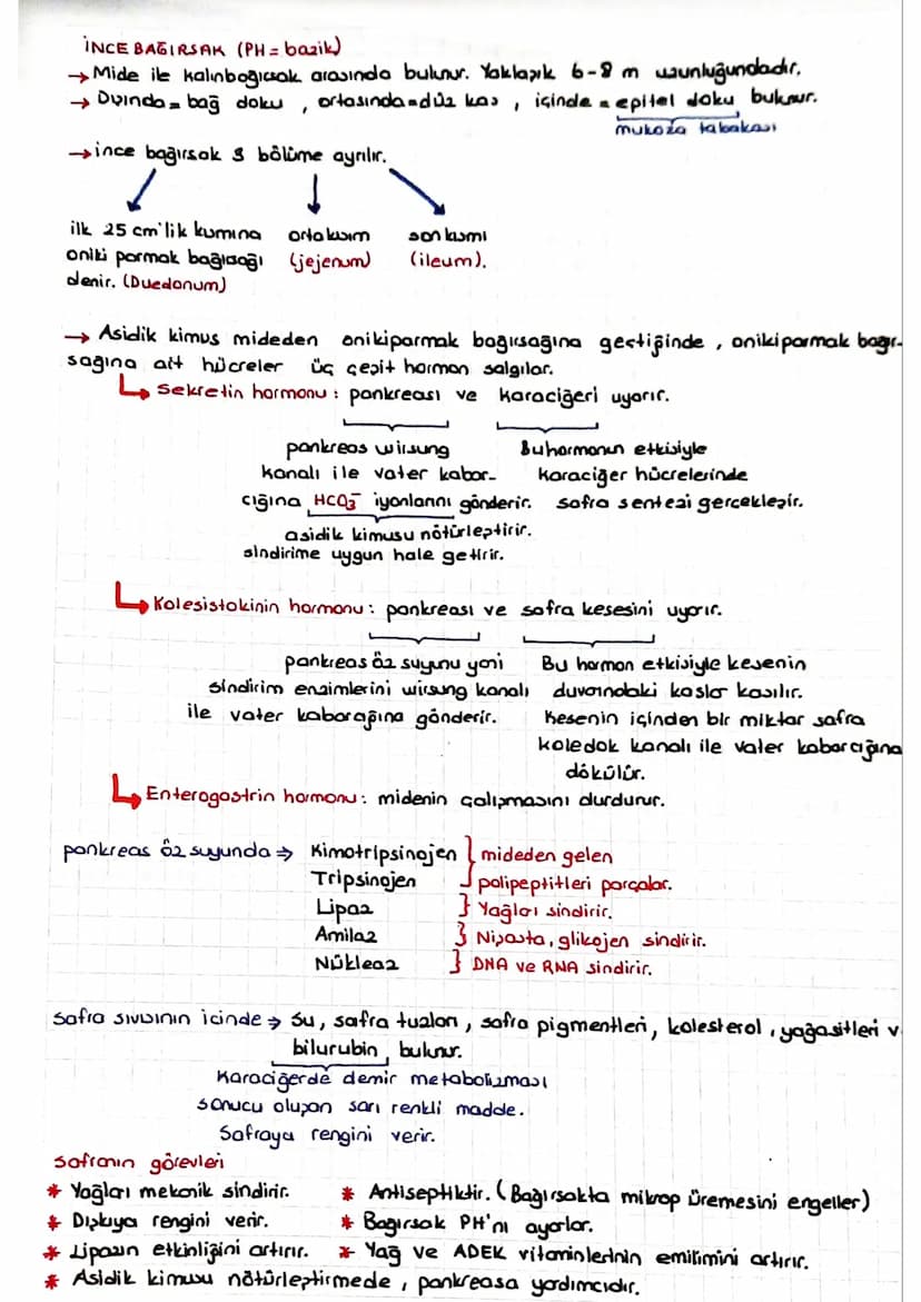 SINDIRIM SISTEMI
* Dipardan aldığımız besinler polimer yapılı olduğundan hücre zarından gecernez Bu besin-
Teri hücrenin kullanımına sunmak 