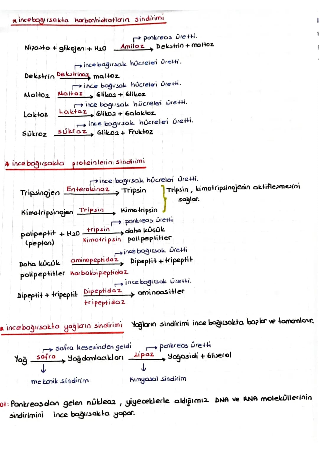 SINDIRIM SISTEMI
* Dipardan aldığımız besinler polimer yapılı olduğundan hücre zarından gecernez Bu besin-
Teri hücrenin kullanımına sunmak 