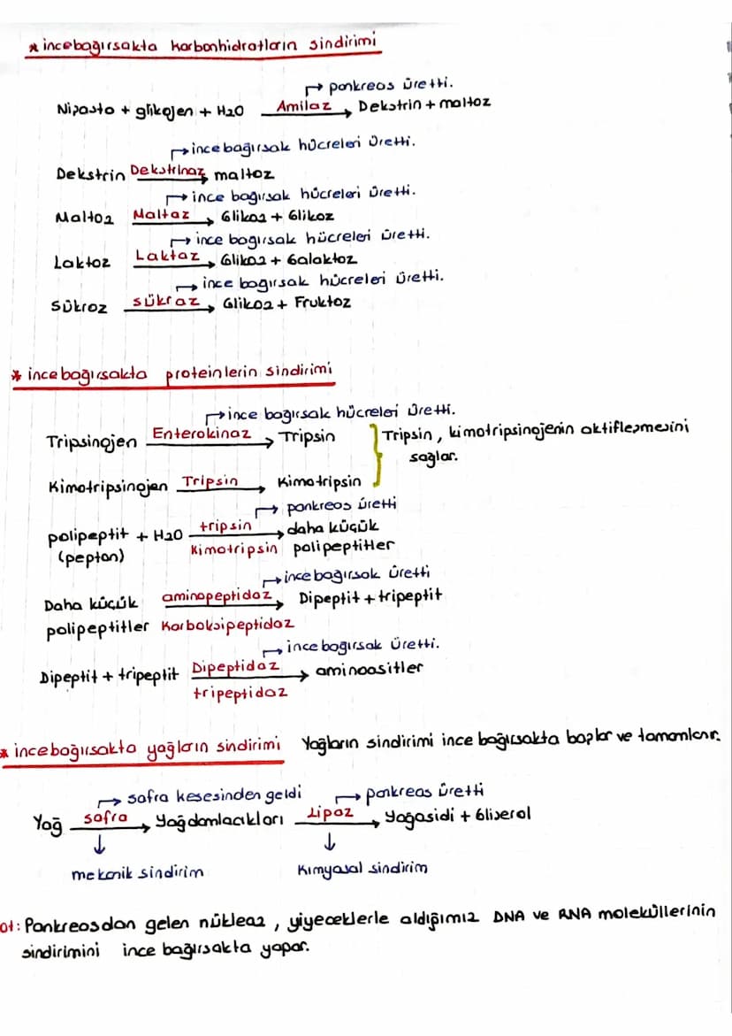 SINDIRIM SISTEMI
* Dipardan aldığımız besinler polimer yapılı olduğundan hücre zarından gecernez Bu besin-
Teri hücrenin kullanımına sunmak 