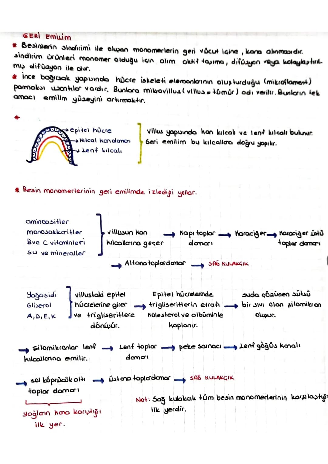 SINDIRIM SISTEMI
* Dipardan aldığımız besinler polimer yapılı olduğundan hücre zarından gecernez Bu besin-
Teri hücrenin kullanımına sunmak 