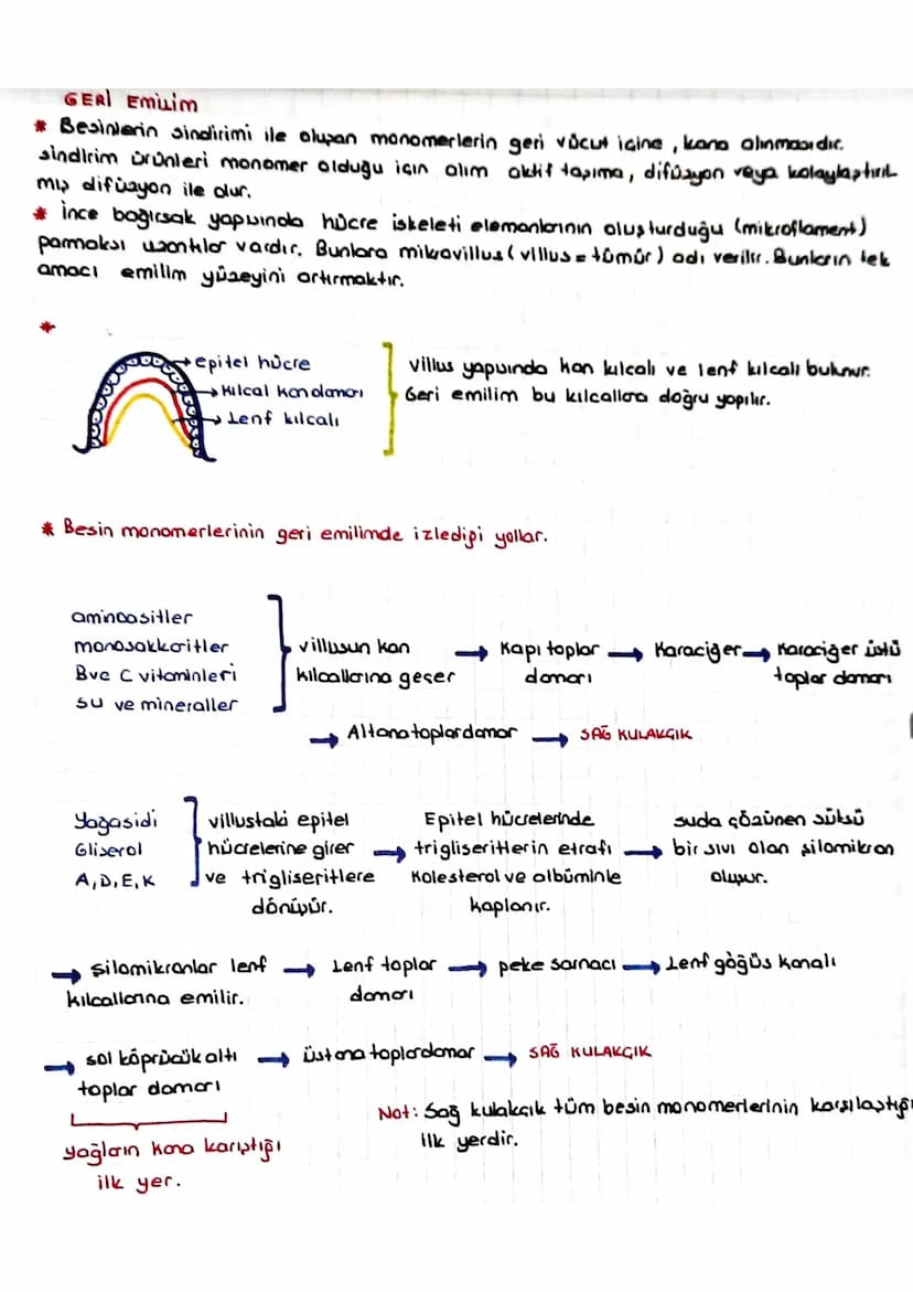 SINDIRIM SISTEMI
* Dipardan aldığımız besinler polimer yapılı olduğundan hücre zarından gecernez Bu besin-
Teri hücrenin kullanımına sunmak 