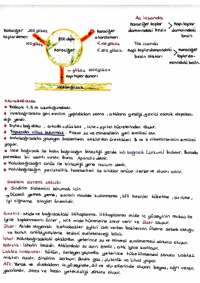SINDIRIM SISTEMI
* Dipardan aldığımız besinler polimer yapılı olduğundan hücre zarından gecernez Bu besin-
Teri hücrenin kullanımına sunmak 