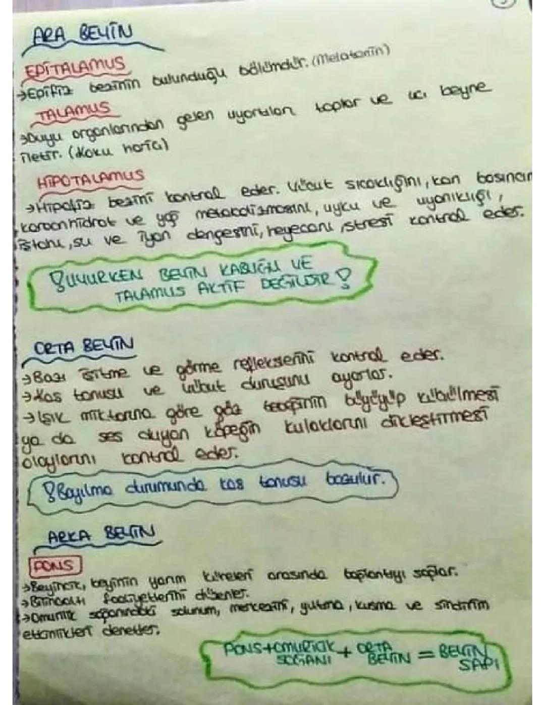 Ara beyin orta beyin arka beyin