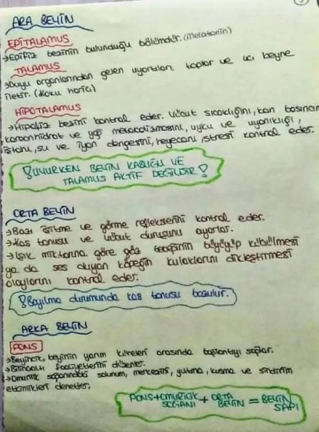 ARA BEYIN
EDITALAMUS
Epifi besinin bulunduğu bölümdür. (Melatonin)
TALAMUS
buyu organlarından gelen uyortlan toplar ve uc, beyne
Пет. (Коки 