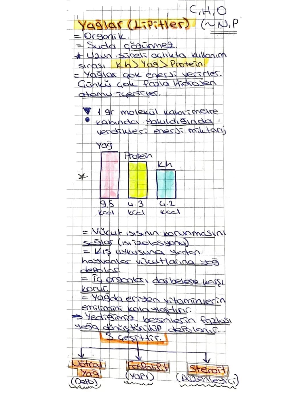 Enerji Kaynaklarımız: Karbonhidrat, Yağ ve Proteinler