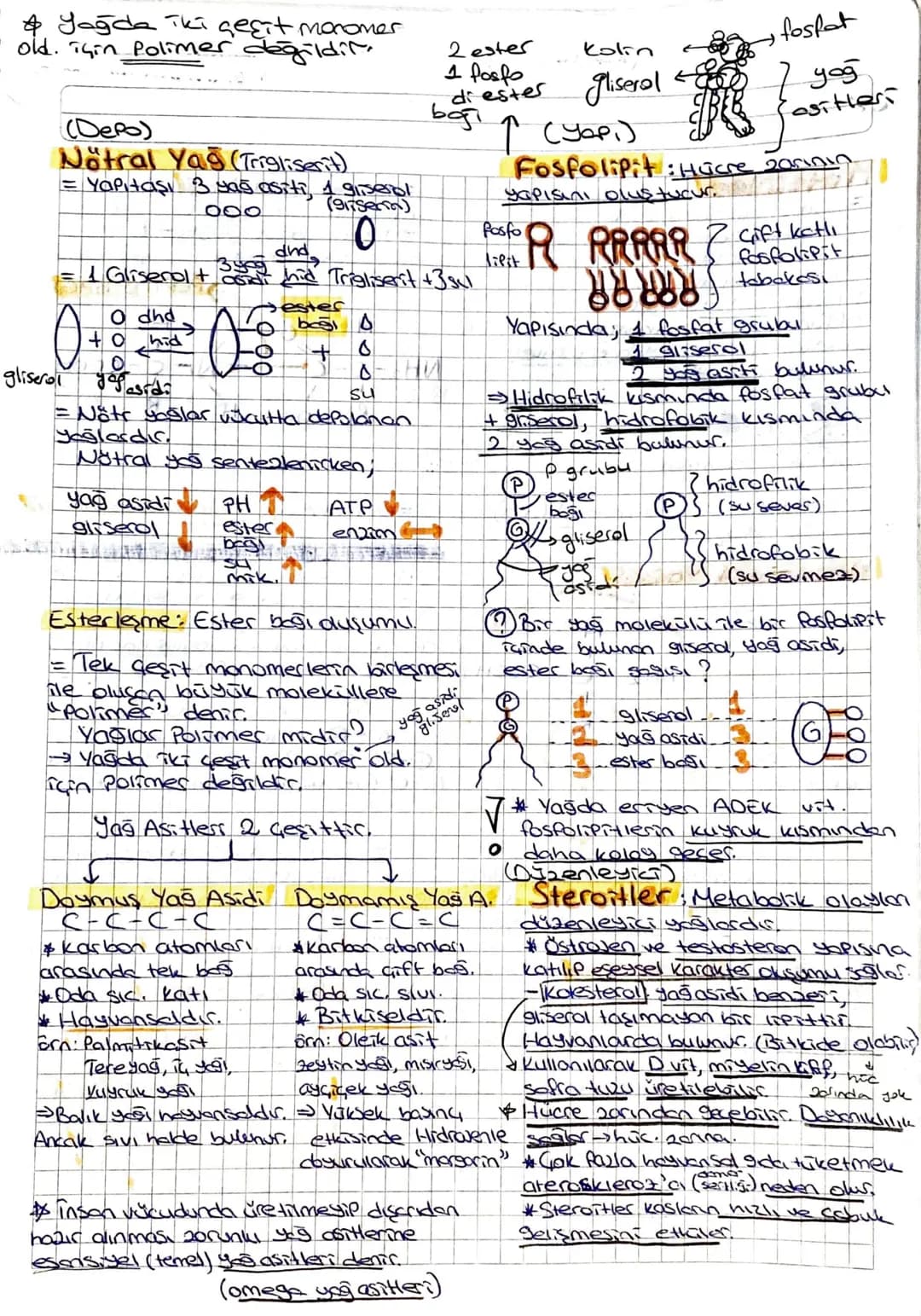 CH,O
Yağlar (Lipitler) (~~N.P
= Organik.
= Suda çözünmer.
# 42un süreli açlıkta kullanım
sirasi Kh) Yağ Protein.
= Yağlar çok enerji vesicle