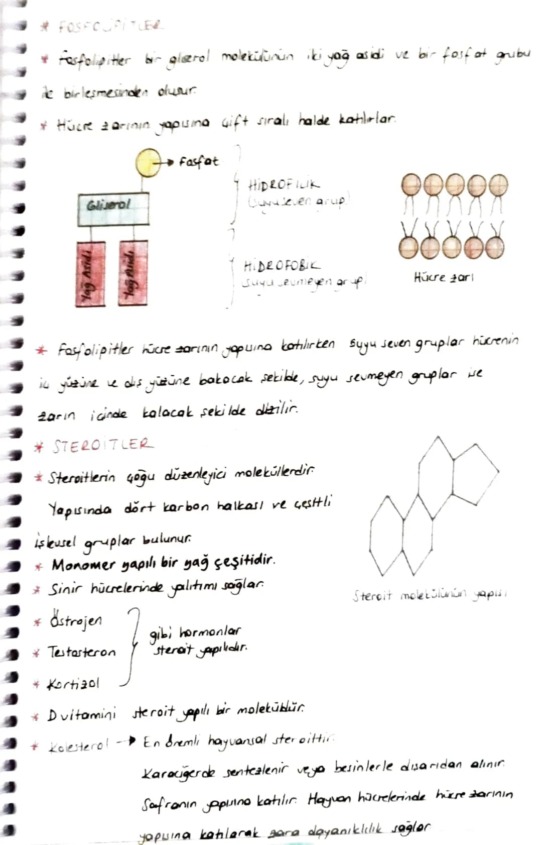 2. YAĞLAR CLIPITLER)
* Karbon (c), hidrojen (H), Oksijen (0) elementlerinden oluşan organik
bileşiklerdir. Yapuina azot (N) ve fosfor (P) el