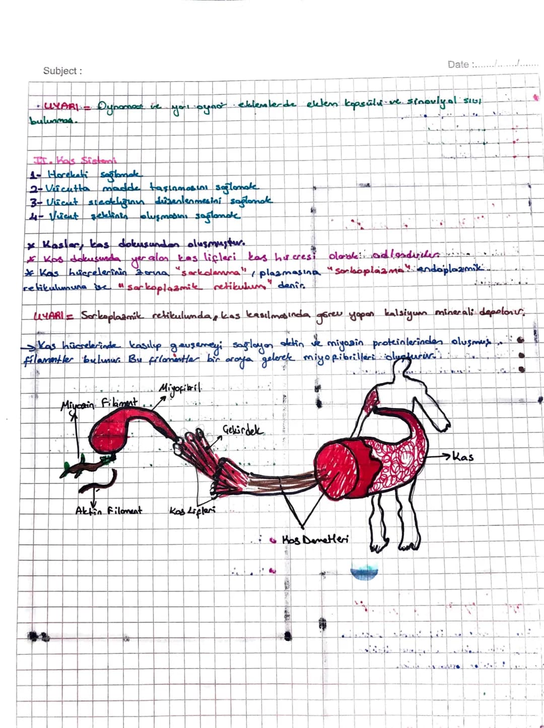 Subject:
Date :/.
• UYARI - Dynamed ine
you oyad
• eklemlerde ekten kopsülü ve sinovlyol Siul
bulunmas
II. Kas Sistemi
1- Horekati sağlamak
