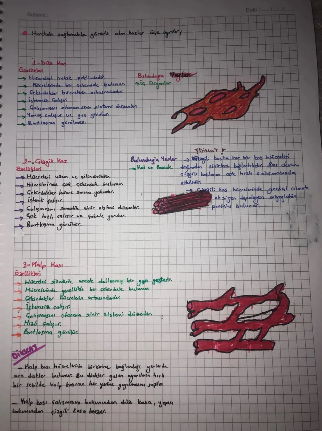 Subject:
Date :/.
• UYARI - Dynamed ine
you oyad
• eklemlerde ekten kopsülü ve sinovlyol Siul
bulunmas
II. Kas Sistemi
1- Horekati sağlamak
