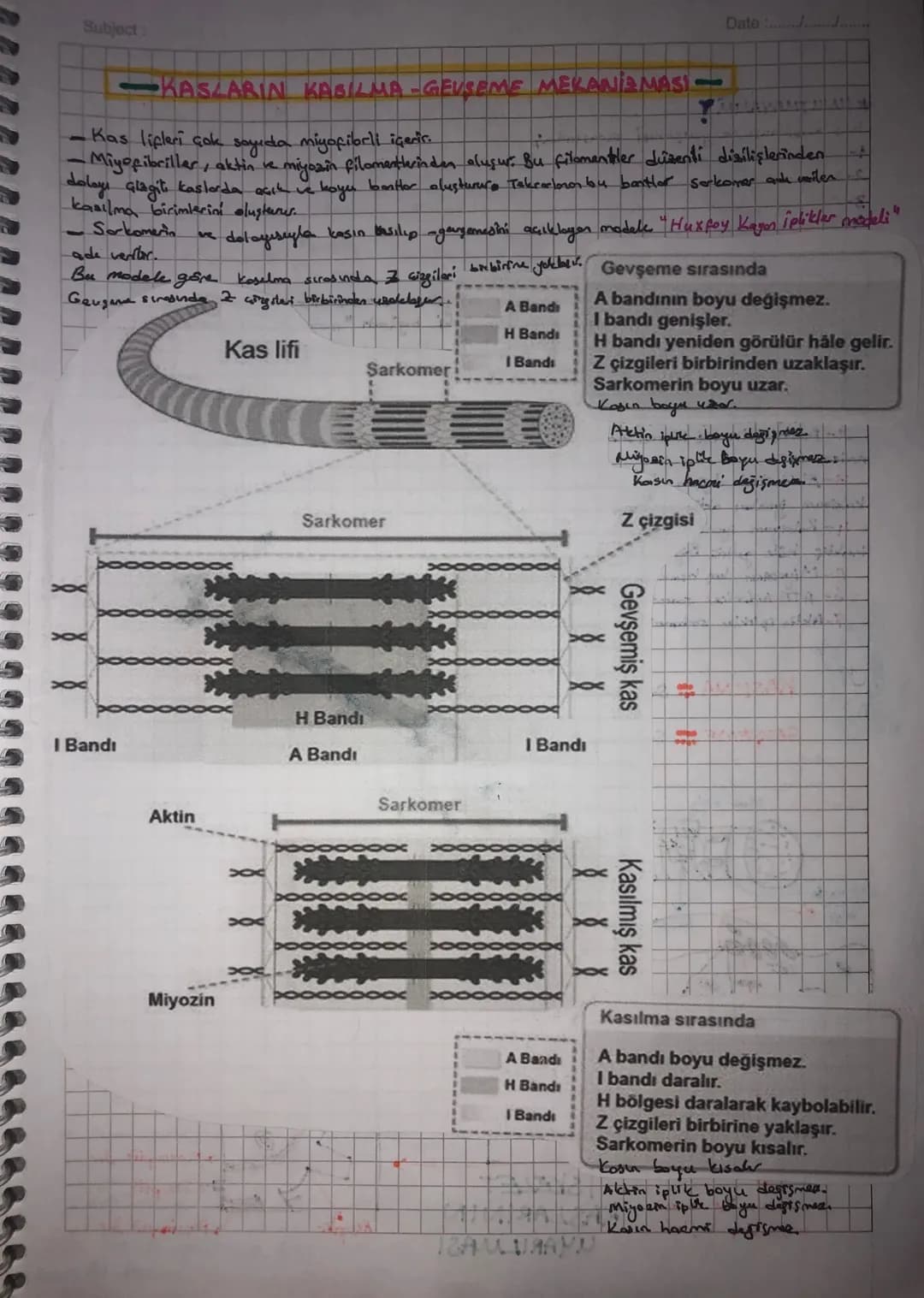 Subject:
Date :/.
• UYARI - Dynamed ine
you oyad
• eklemlerde ekten kopsülü ve sinovlyol Siul
bulunmas
II. Kas Sistemi
1- Horekati sağlamak
