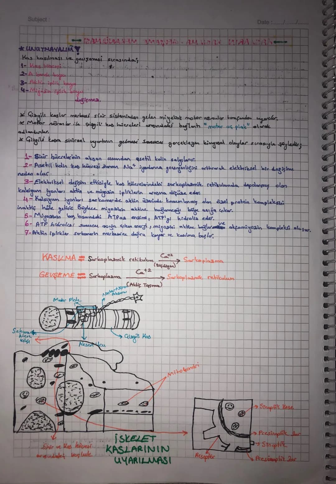 Subject:
Date :/.
• UYARI - Dynamed ine
you oyad
• eklemlerde ekten kopsülü ve sinovlyol Siul
bulunmas
II. Kas Sistemi
1- Horekati sağlamak
