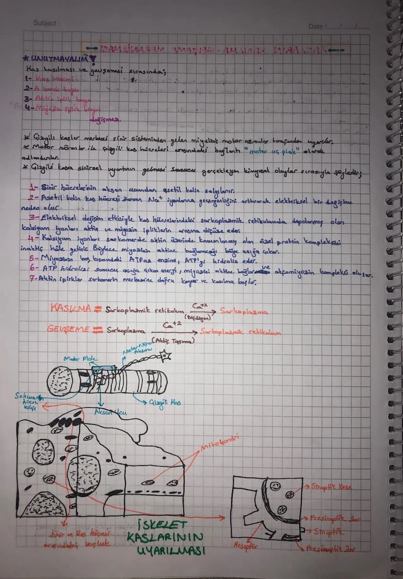 Subject:
Date :/.
• UYARI - Dynamed ine
you oyad
• eklemlerde ekten kopsülü ve sinovlyol Siul
bulunmas
II. Kas Sistemi
1- Horekati sağlamak
