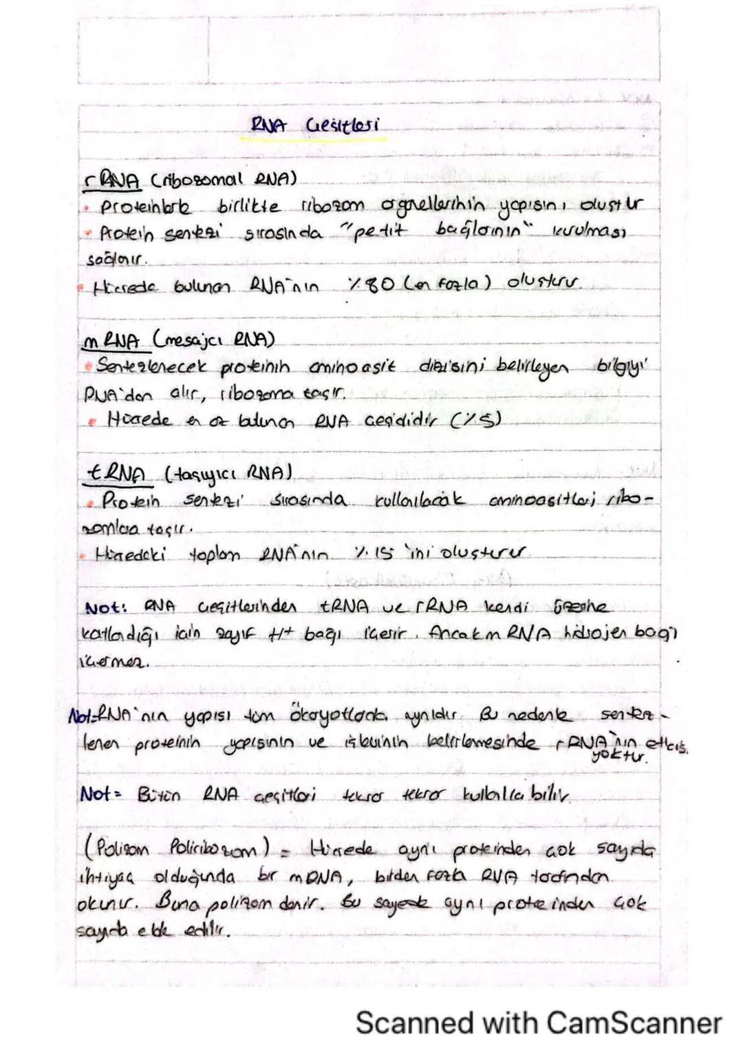 RNA Gesitlesi
CANA Cribosomal RNA).
Proteinlerle birlikte ribozom orgnellerinin yapısın, bluster
Protein sentezi sırasında "petit bağlanın "