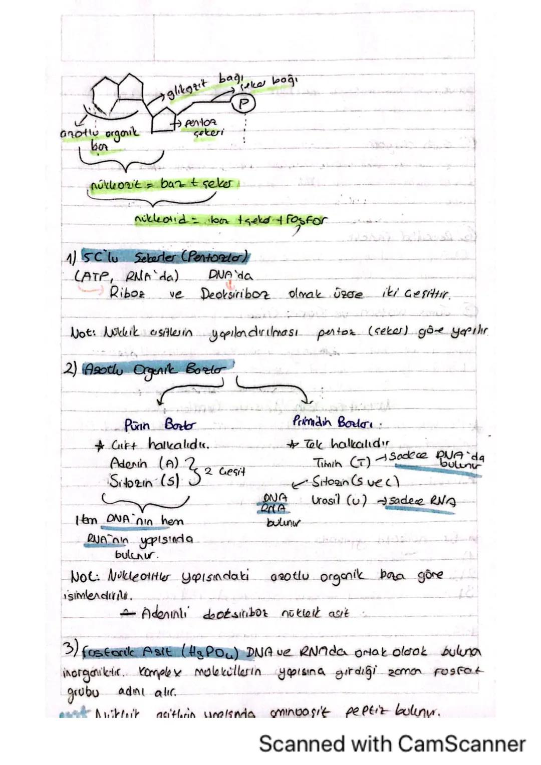 RNA Gesitlesi
CANA Cribosomal RNA).
Proteinlerle birlikte ribozom orgnellerinin yapısın, bluster
Protein sentezi sırasında "petit bağlanın "
