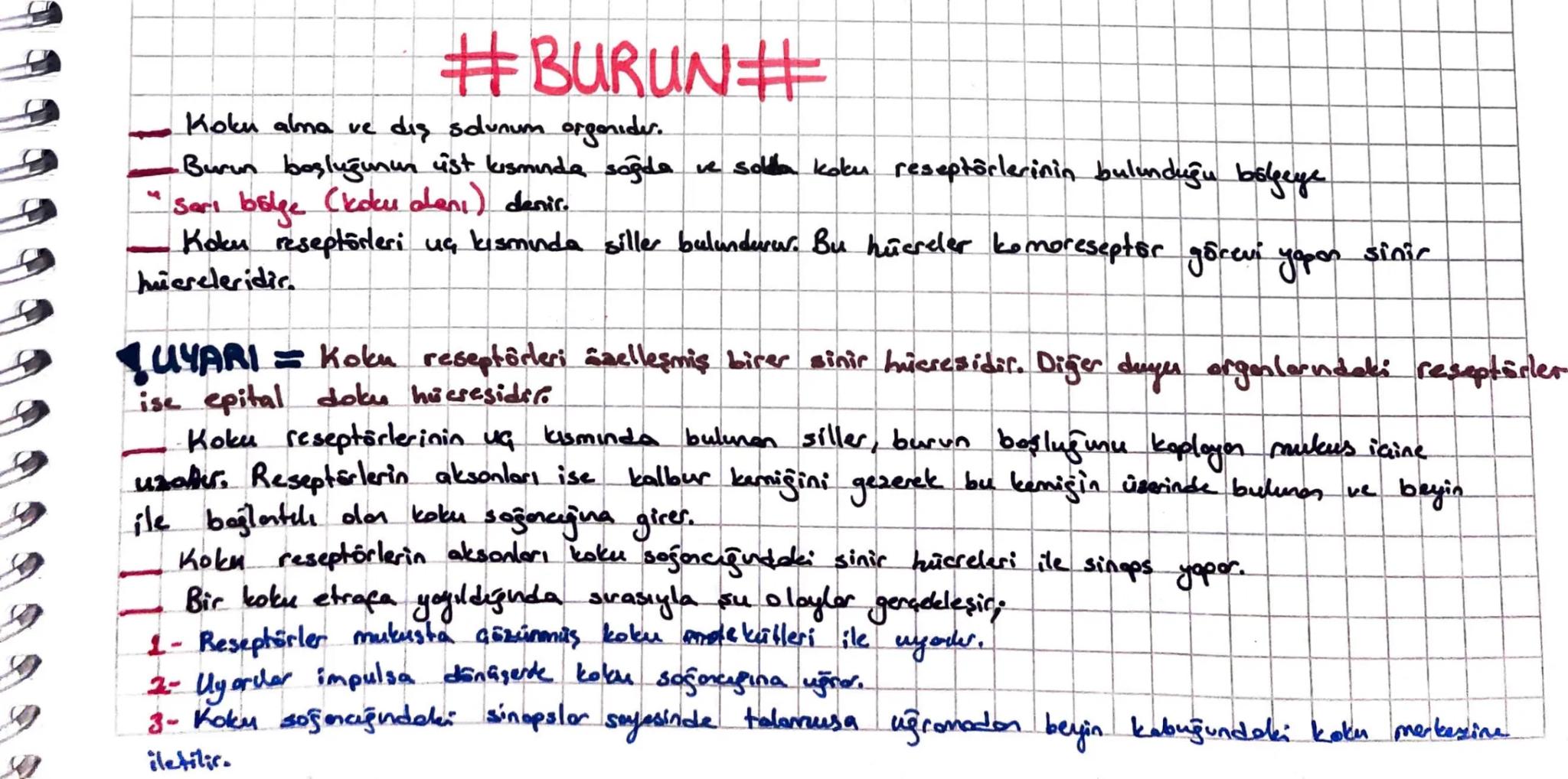 #BURUN#
Koku alma ve diş solunum orgenides.
-Burun boşluğunun üst kısmında sağda ve sola koku reseptörlerinin bulunduğu bölgeye
Sarı bulge (