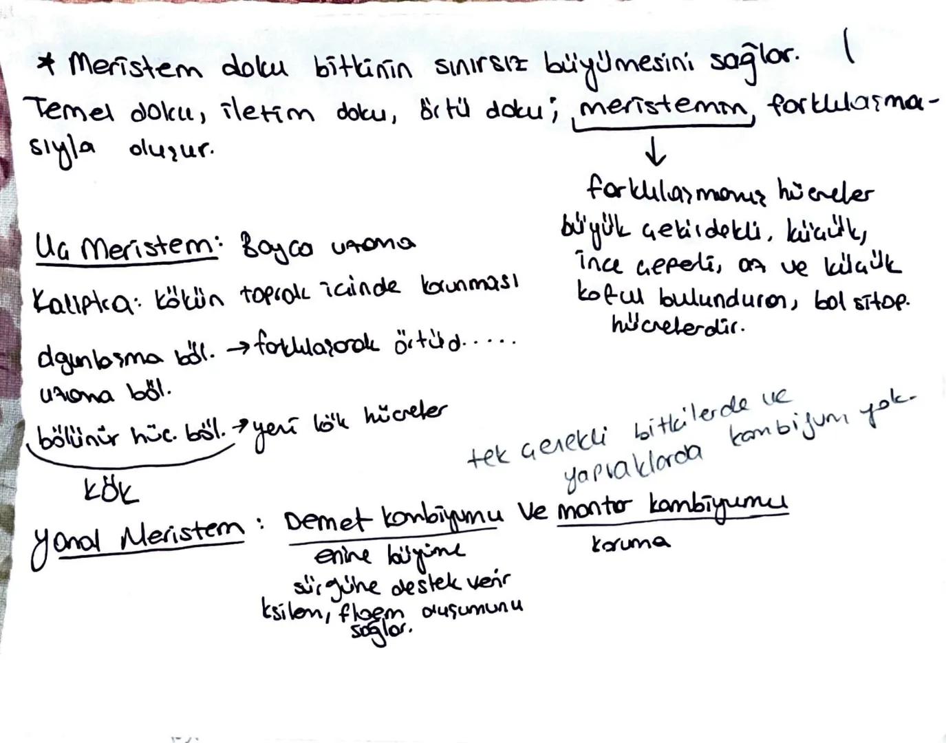 * Meristem doku bitkinin sınırsız büyümesini sağlar.
Temel doku, iletim doku, biti doku; meristemin, forklarma-
sıyla oluşur.
Ua meristem: B