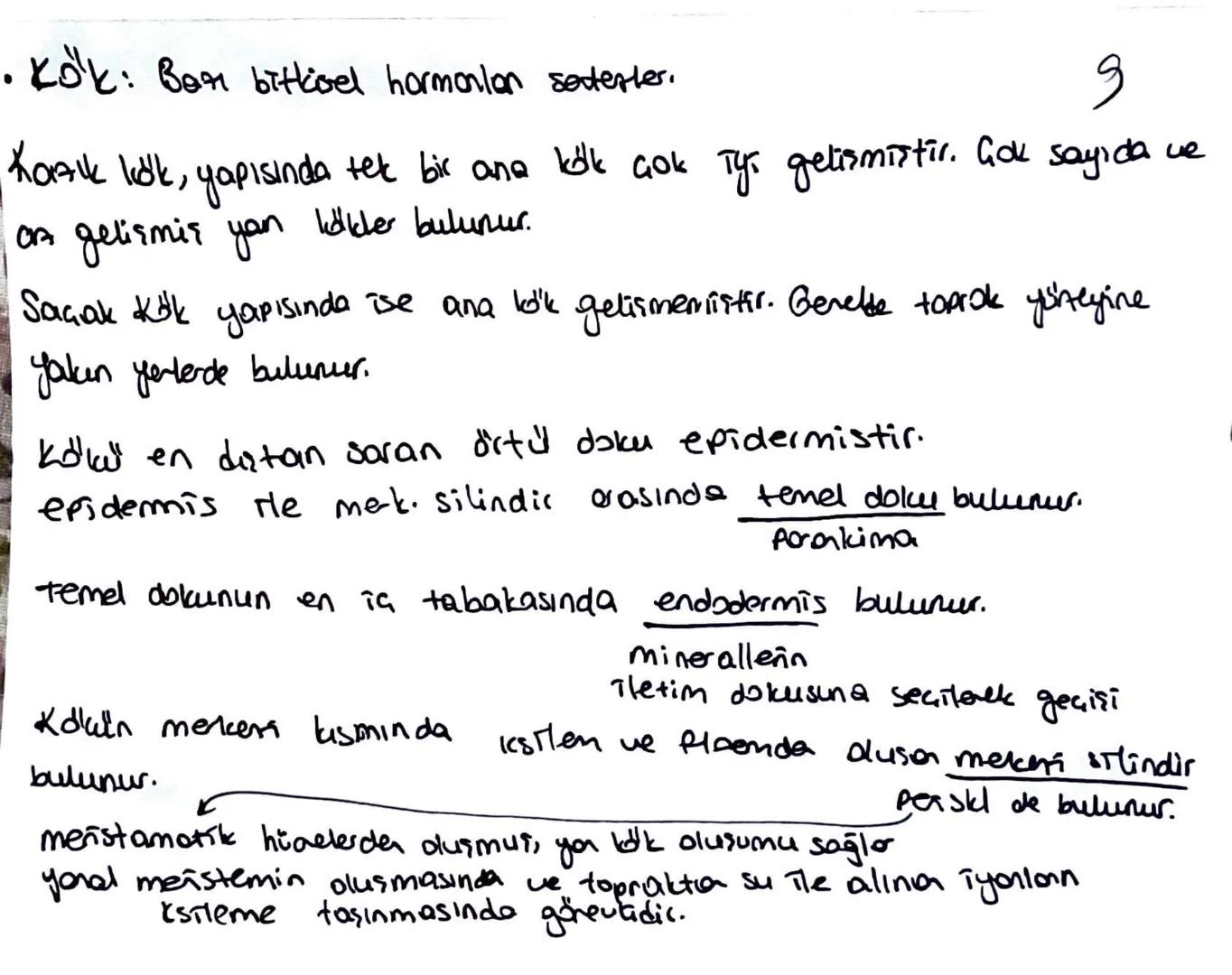 * Meristem doku bitkinin sınırsız büyümesini sağlar.
Temel doku, iletim doku, biti doku; meristemin, forklarma-
sıyla oluşur.
Ua meristem: B