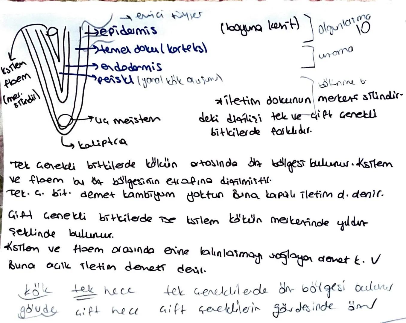 * Meristem doku bitkinin sınırsız büyümesini sağlar.
Temel doku, iletim doku, biti doku; meristemin, forklarma-
sıyla oluşur.
Ua meristem: B