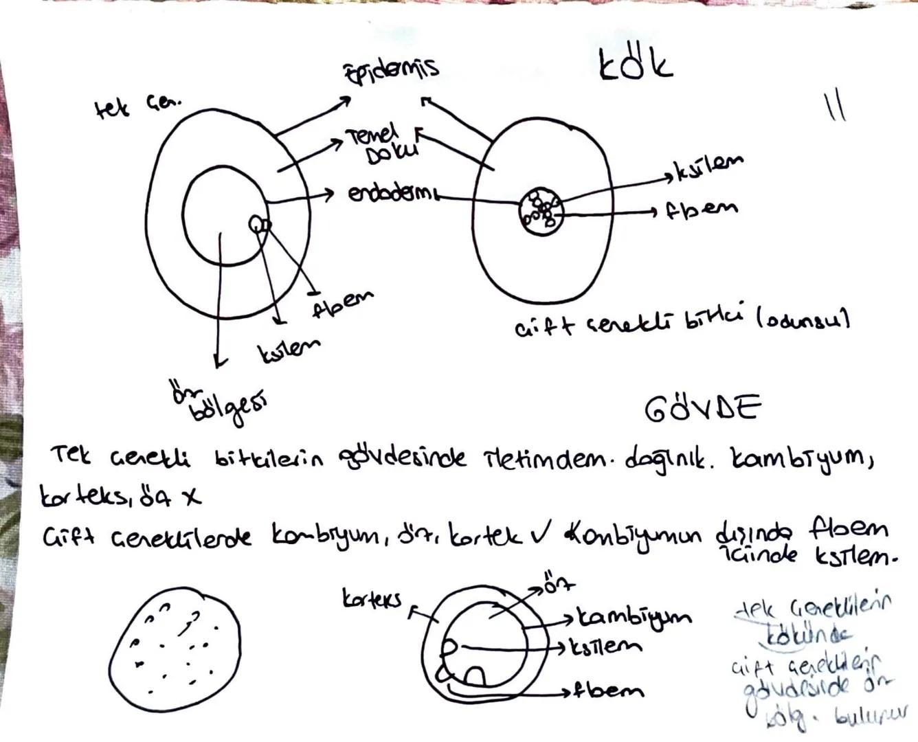 * Meristem doku bitkinin sınırsız büyümesini sağlar.
Temel doku, iletim doku, biti doku; meristemin, forklarma-
sıyla oluşur.
Ua meristem: B