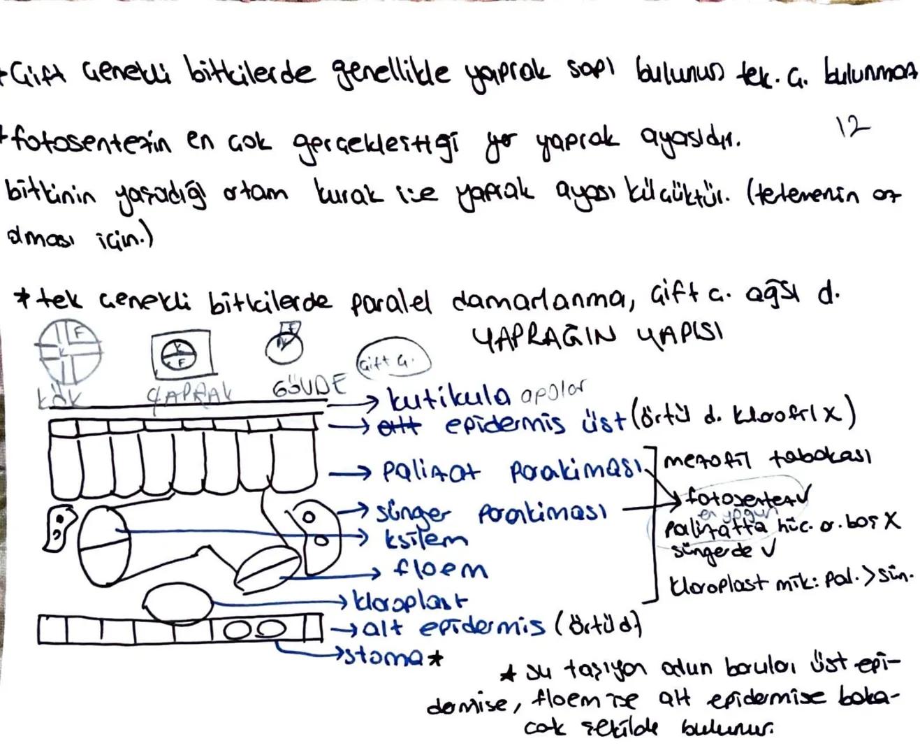 * Meristem doku bitkinin sınırsız büyümesini sağlar.
Temel doku, iletim doku, biti doku; meristemin, forklarma-
sıyla oluşur.
Ua meristem: B