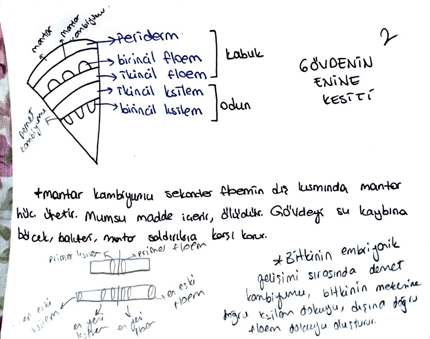 * Meristem doku bitkinin sınırsız büyümesini sağlar.
Temel doku, iletim doku, biti doku; meristemin, forklarma-
sıyla oluşur.
Ua meristem: B