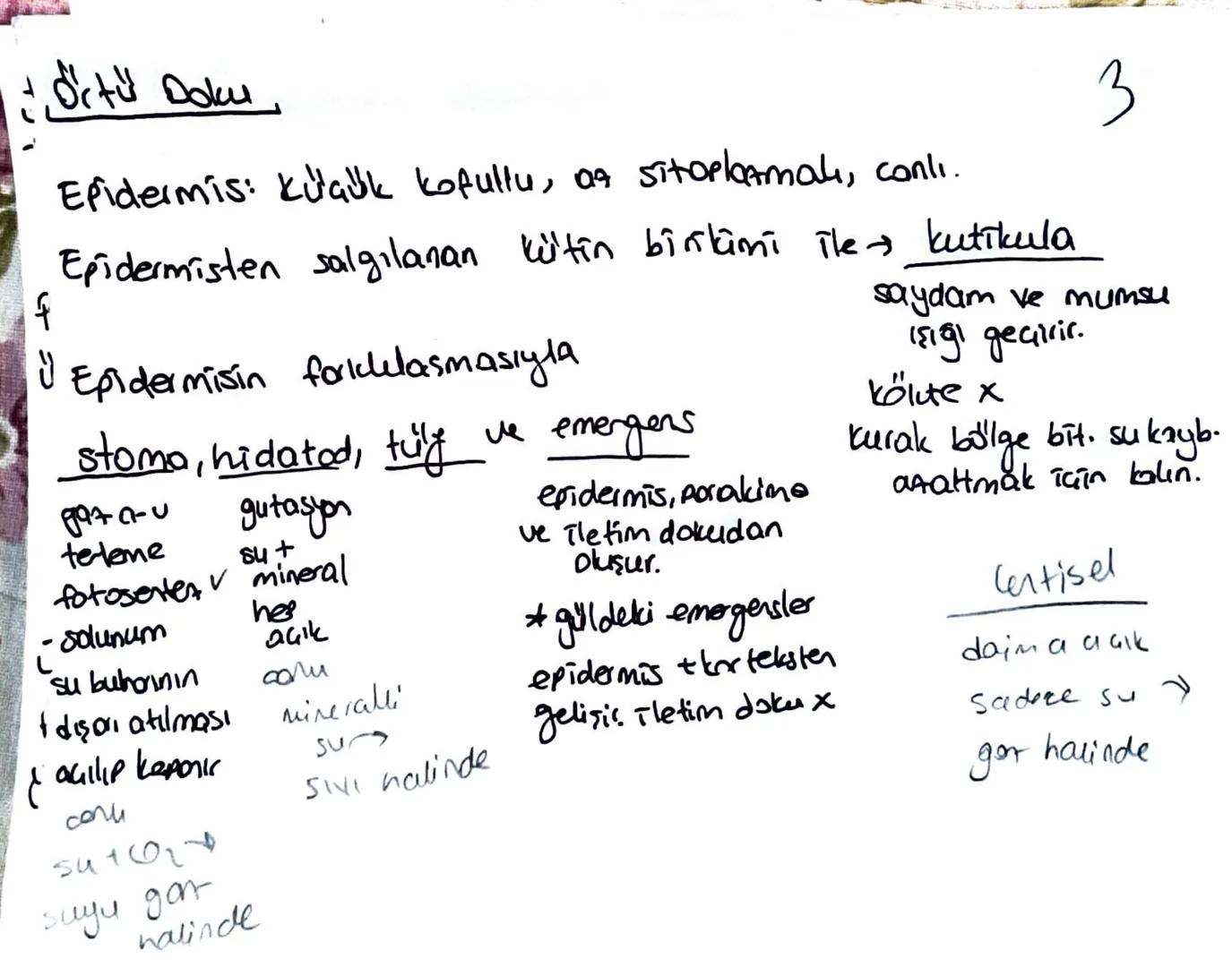 * Meristem doku bitkinin sınırsız büyümesini sağlar.
Temel doku, iletim doku, biti doku; meristemin, forklarma-
sıyla oluşur.
Ua meristem: B