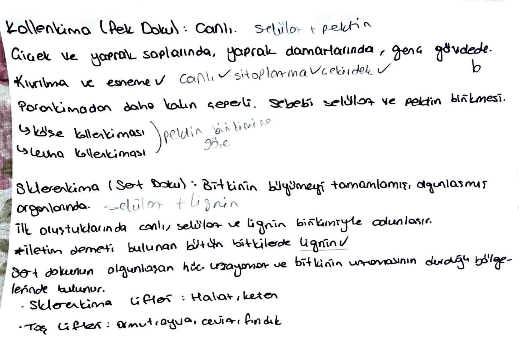 * Meristem doku bitkinin sınırsız büyümesini sağlar.
Temel doku, iletim doku, biti doku; meristemin, forklarma-
sıyla oluşur.
Ua meristem: B