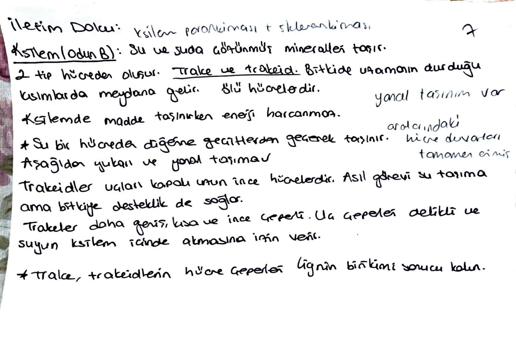 * Meristem doku bitkinin sınırsız büyümesini sağlar.
Temel doku, iletim doku, biti doku; meristemin, forklarma-
sıyla oluşur.
Ua meristem: B