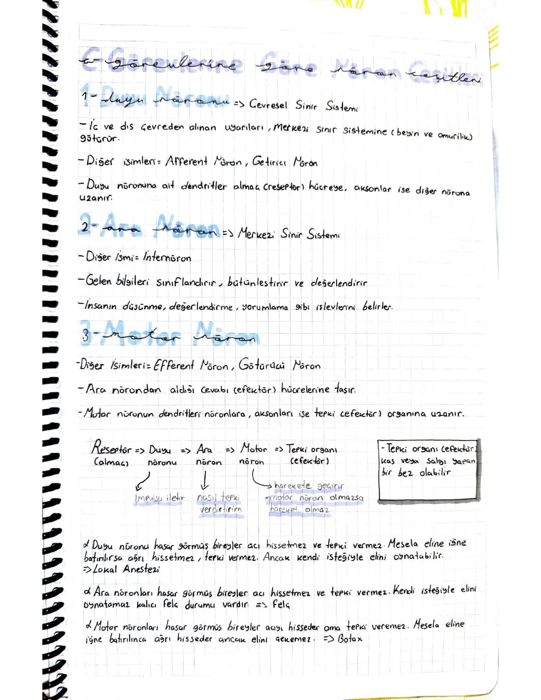 Nöron Tipleri ve Görevleri: Bipolar, Multipolar, Unipolar Nedir?
