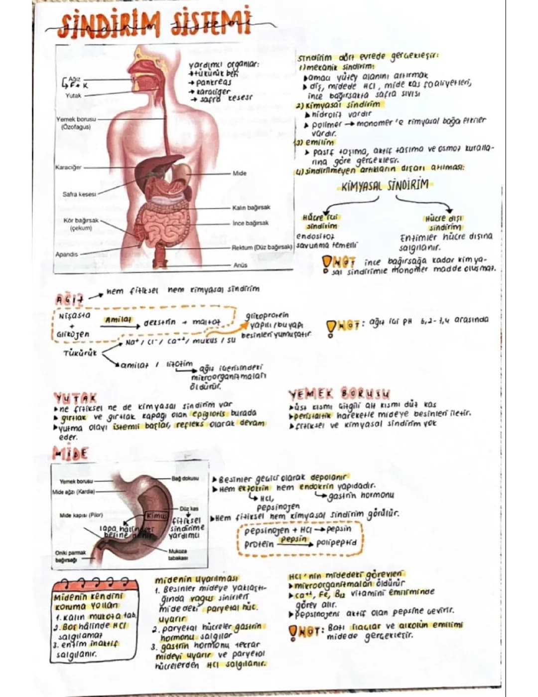 Sindirim Sistemi ve Emilim: Notlar ve Özet PDF