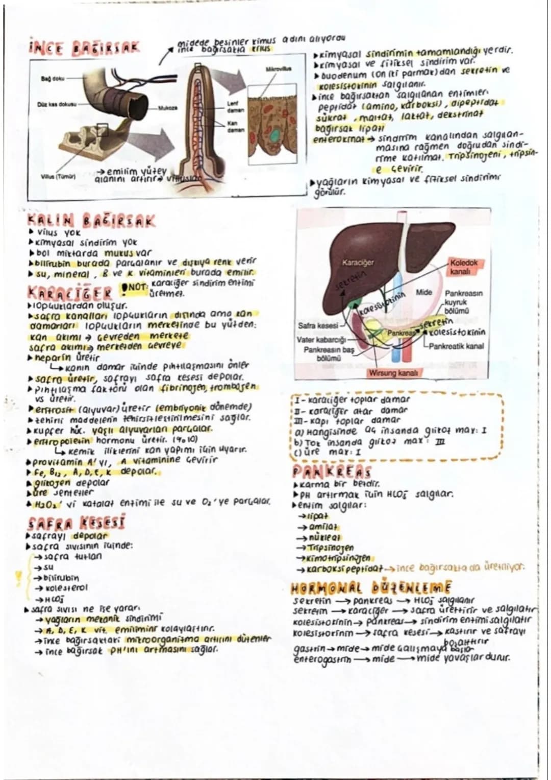 SİNDİRİM SİSTEMİ
Ağız
Yutak
K
Yemek borusu
(Ozofagus)
Karaciğer
Safra kesesi
yardimu organlar:
++ükünük ben
→ pankreas
karaciğer
→ safra kes