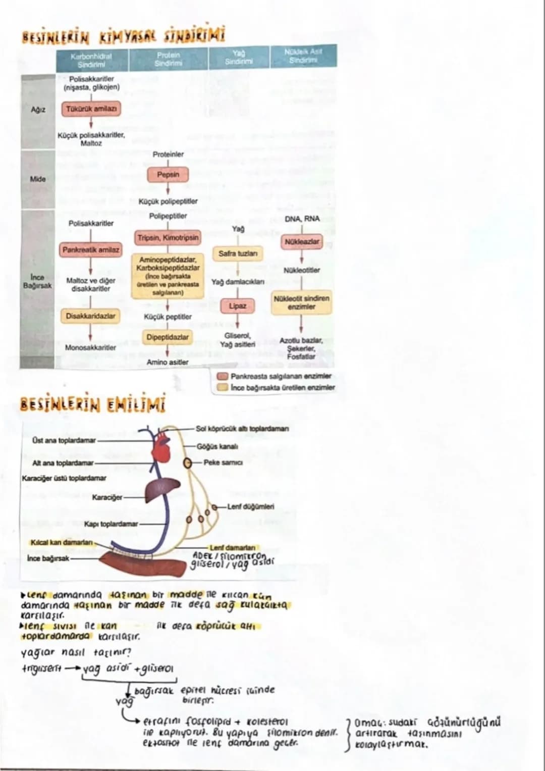 SİNDİRİM SİSTEMİ
Ağız
Yutak
K
Yemek borusu
(Ozofagus)
Karaciğer
Safra kesesi
yardimu organlar:
++ükünük ben
→ pankreas
karaciğer
→ safra kes