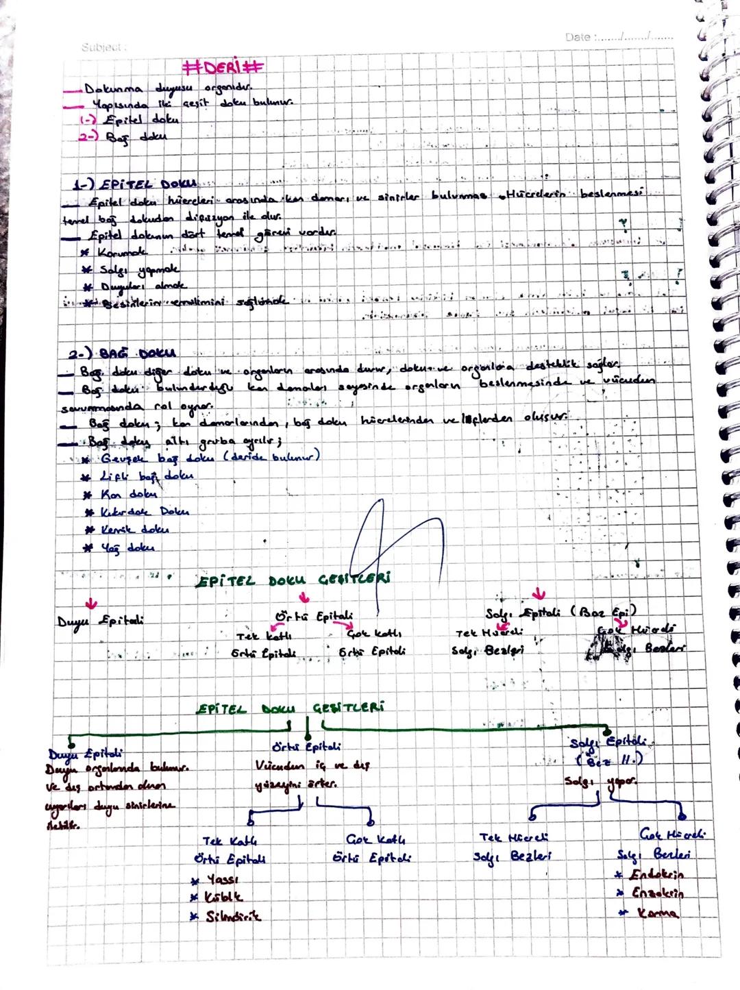 Subject:
#DERİ#
-Dokunma duyusu organider.
Yapısında ile çeşit doku bulunur.
(-) Epitel doku
2-) Bağ doku
Date
1-) EPITEL Doku...
Epitel dok