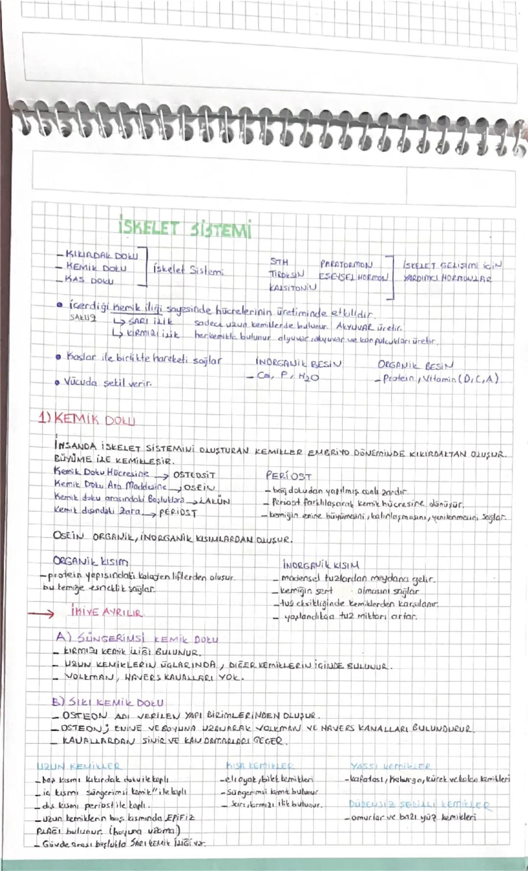 İskelet sistemi biyoloji 11.sınıf özet