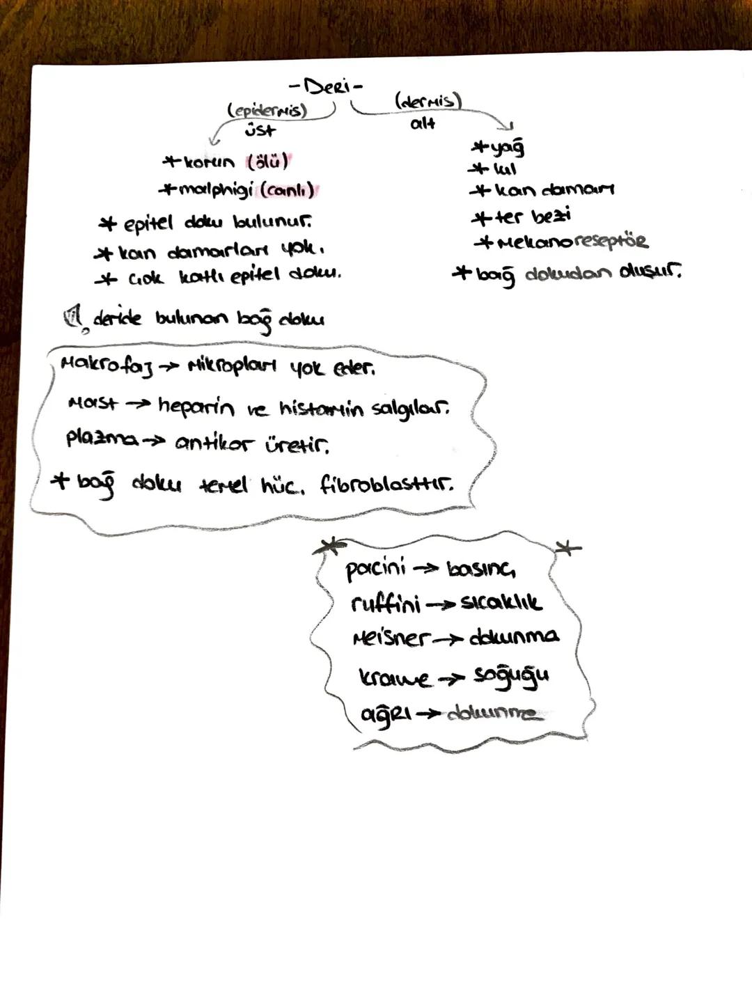 -safra kesesi -
* Safra SIVISINI depolar.
* kolesistokinin 12 parmak bağırsağı
üretir.
içinde;
-51
- kolesterol
-Safra pigmenti - safra Hızl