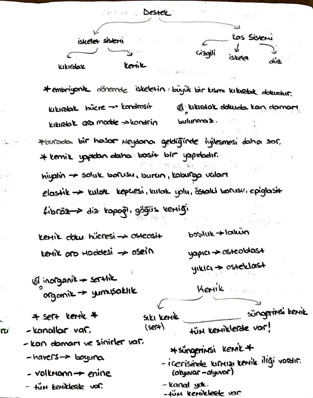 -safra kesesi -
* Safra SIVISINI depolar.
* kolesistokinin 12 parmak bağırsağı
üretir.
içinde;
-51
- kolesterol
-Safra pigmenti - safra Hızl