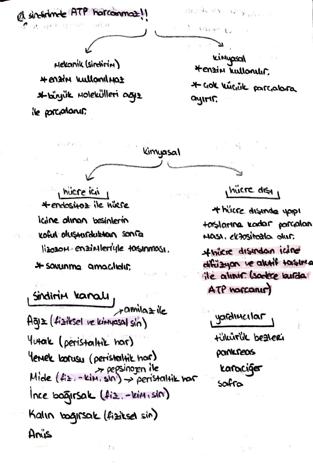 -safra kesesi -
* Safra SIVISINI depolar.
* kolesistokinin 12 parmak bağırsağı
üretir.
içinde;
-51
- kolesterol
-Safra pigmenti - safra Hızl