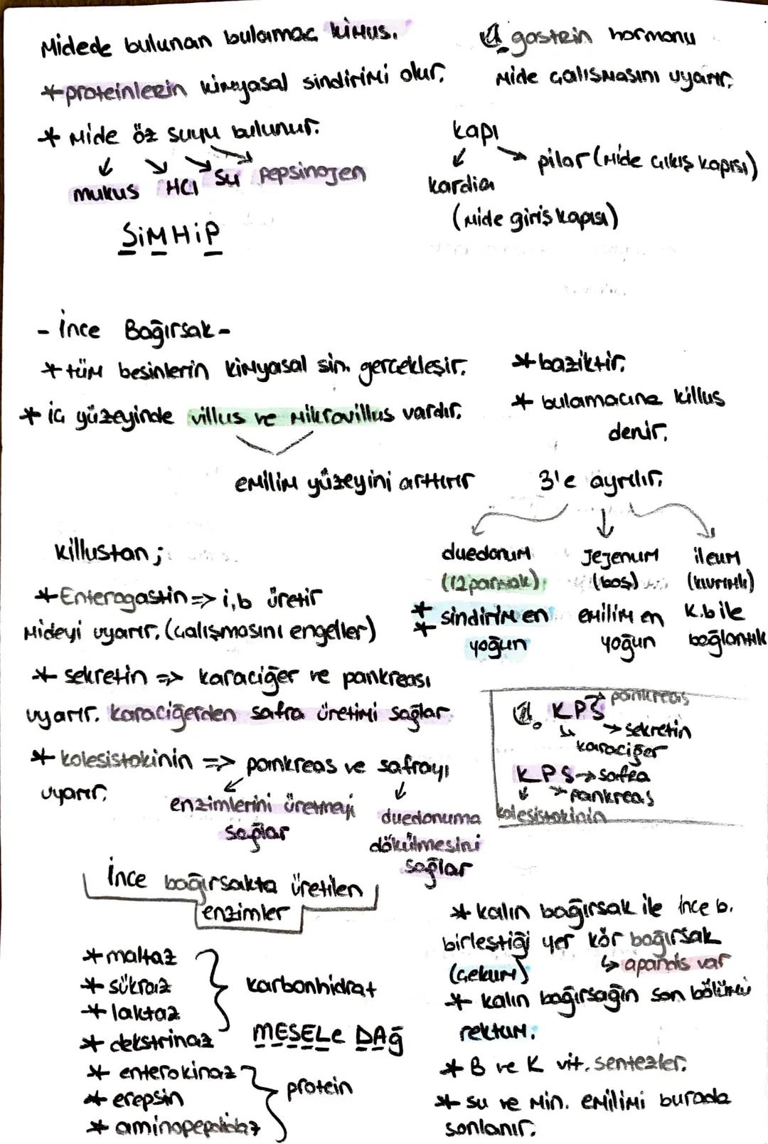 -safra kesesi -
* Safra SIVISINI depolar.
* kolesistokinin 12 parmak bağırsağı
üretir.
içinde;
-51
- kolesterol
-Safra pigmenti - safra Hızl